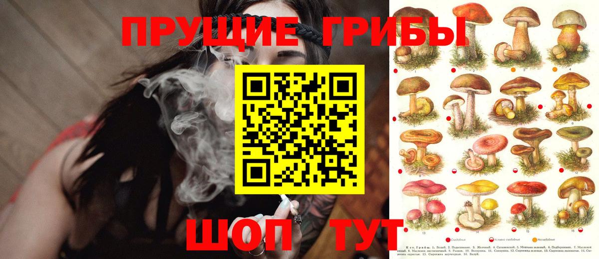 Галлюциногенные грибы Psilocybe Балабаново